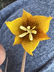 Calochortus barbatus