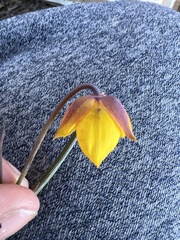 Calochortus barbatus