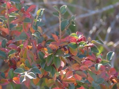 Cotoneaster