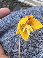 Calochortus barbatus