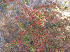 Cotoneaster