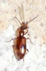 Vacusus vicinus