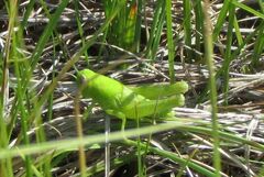 Melanoplus packardii