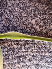 Calochortus barbatus