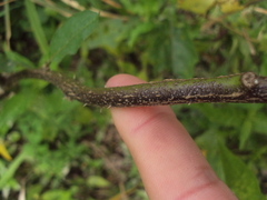 Solanum bonariense