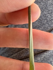 Calochortus barbatus