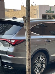 Sciurus carolinensis