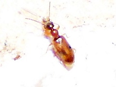 Vacusus vicinus