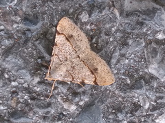 Frederickia flaviterminata