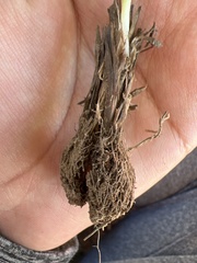 Calochortus barbatus