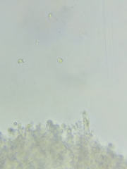 Pseudolaccaria pachyphylla