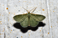 Chlorochlamys phyllinaria