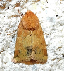 Heliothinae