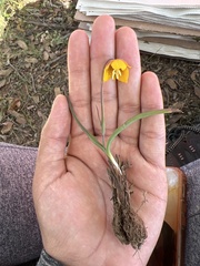 Calochortus barbatus