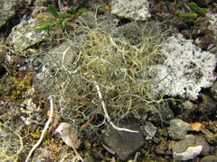 Alectoria ochroleuca