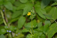 Erythranthe geyeri
