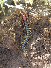 Scolopendra morsitans