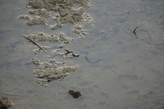 Nerodia fasciata confluens