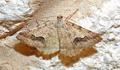 Frederickia s-signata
