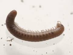 Parajulidae