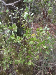 Peraxilla tetrapetala