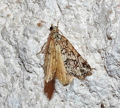 Macaria graphidaria