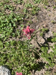 Castilleja parviflora oreopola