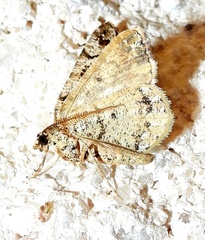 Macaria graphidaria