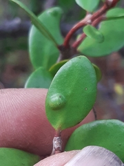 Peraxilla tetrapetala