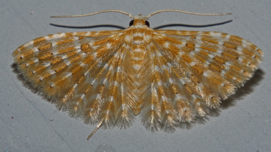 Alucita xanthodes