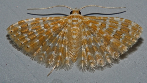 Alucita xanthodes