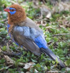 Granatina ianthinogaster
