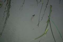 Apalone spinifera pallida