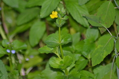 Erythranthe geyeri