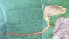 Ectoedemia clemensella