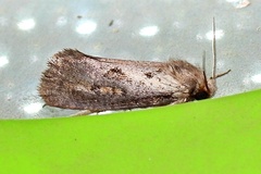 Acrolophus popeanella