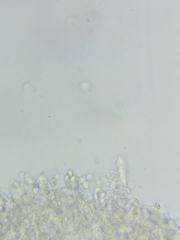 Pseudolaccaria pachyphylla