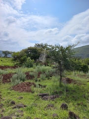 Stegodyphus sarasinorum