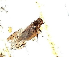 Melanoliarus