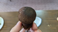 Cortinarius squamulosus