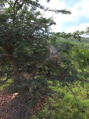 Stegodyphus sarasinorum