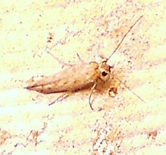 Scythrididae
