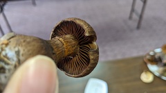 Cortinarius squamulosus