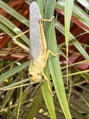 Tropidacris cristata