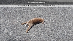 Oryctolagus cuniculus cuniculus