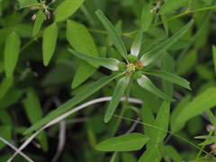 Euphorbia davidii