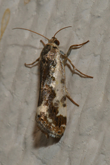 Acontia