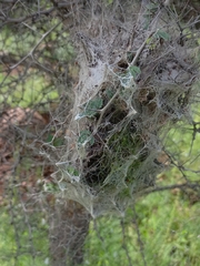 Stegodyphus sarasinorum