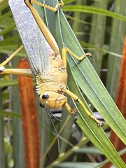 Tropidacris cristata