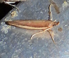 Tampa dimediatella